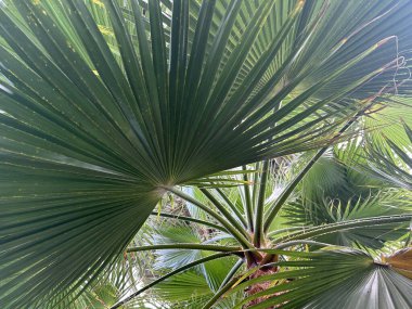 Ağaç dallarının yeşil yaprakları