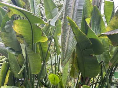 bir bitkinin yeşil yaprakları