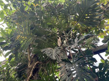 Bahçedeki palmiye yaprakları