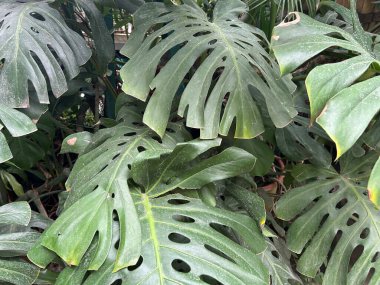 Güzel botanik fotoğrafı, doğal duvar kağıdı.
