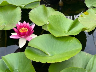 güzel, lotus çiçeği ile su damlaları