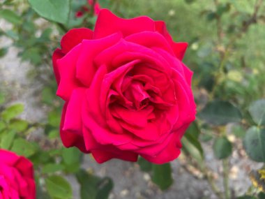 Bahçede kırmızı gül çiçeği