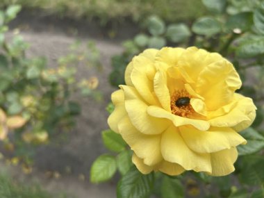 Bahçedeki sarı çiçekler