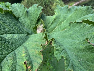 bir bitkinin yeşil yaprakları