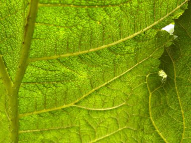 yeşil yaprak arkaplanı, makro