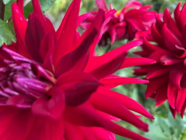 Bahçedeki güzel kırmızı çiçek