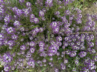 Bahçede mor çiçekler