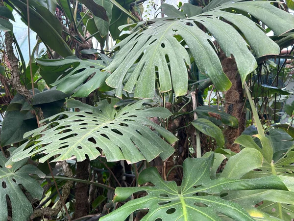 Yeşil tropikal yapraklar arka plan