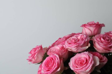 Beyaz arkaplanda pembe gül