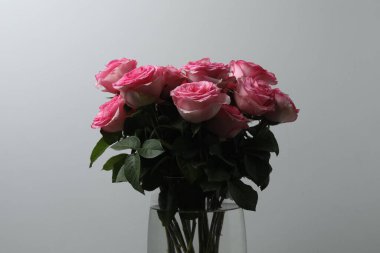 Beyaz arkaplanda pembe gül