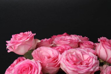 Siyah arka planda pembe gül