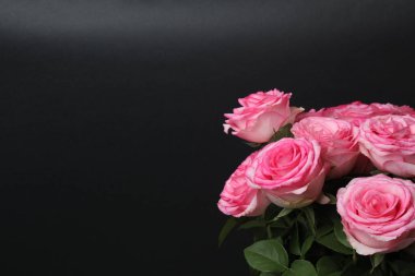 Siyah arka planda pembe gül