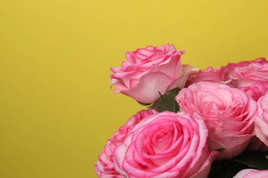 Sarı bir arka plan üzerinde pembe Gül