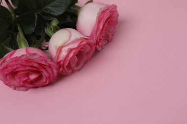 Pembe gül pembe arka planda hediye