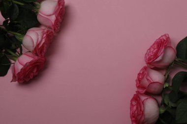 Pembe gül pembe arka planda hediye