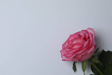 Beyaz arkaplanda pembe gül