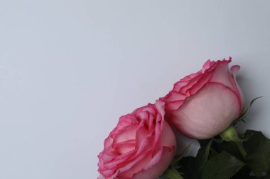 Beyaz arkaplanda pembe gül