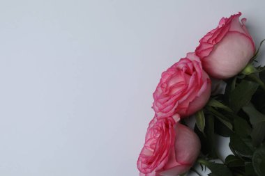 Beyaz arkaplanda pembe gül