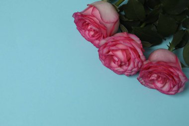 Mavi arka planda hediyeli pembe gül