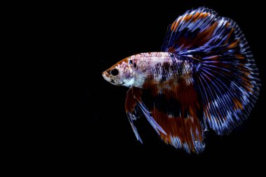 Kırmızı renk Mavi ve beyaz Tay kırmızı ısırık kuyruk yayılır ve arka plan siyah. Savaşmak için ısıran bir balık. Ve balık ısırığı kas gibi güçlü görünüyor.