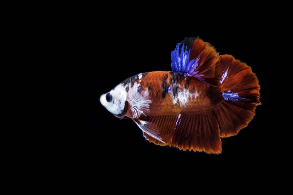 Thai Betta Peixe Com Branco Azul Preto Corpo Uma Beleza — Fotografia de Stock