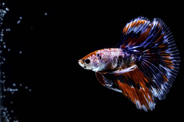 Thai red bite with red color Blue and white The tail is spread and the background is black. A fish that bites to fight. And fish bite looks strong like muscle.