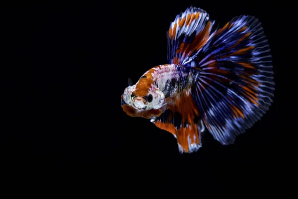 Güzel Mavi Kırmızı Beyaz Çizgili Tay Mücadele Balık — Stok fotoğraf