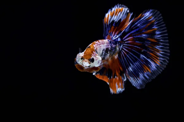 Peixe Combate Tailandês Com Listras Bonitas Azuis Vermelhas Brancas — Fotografia de Stock