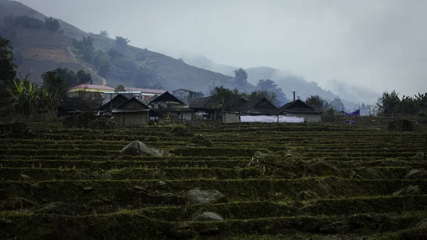 Sapa City Nin Pirinç Tarlaları Hasattan Sonra Kışın Vietnam Soğuk — Stok fotoğraf