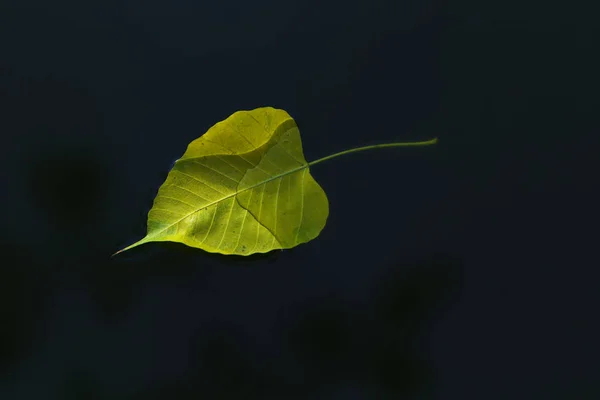 Pho leaf floating in the water with the color intensity and heart shape of Pho Pho leaves.