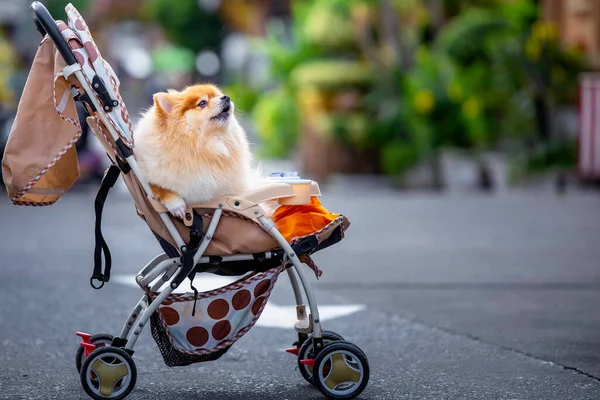 Ένα Μικρό Χαριτωμένο Τριχωτό Σκυλί Από Την Πομερανία Κάθεται Ένα Εικόνα Αρχείου