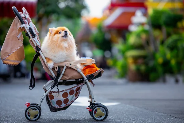 Ένα Χαριτωμένο Αφράτο Pomeranian Σκυλί Κάθεται Ένα Καροτσάκι Για Παιδιά Royalty Free Εικόνες Αρχείου