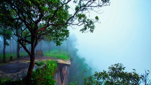 Niebla Blanca Que Cayó Bosque Día Que Terminó Lluvia Hace — Foto de Stock