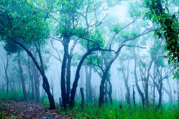 Άσπρη Ομίχλη Που Έπεσε Στο Δάσος Την Ημέρα Που Τελείωσε — Φωτογραφία Αρχείου