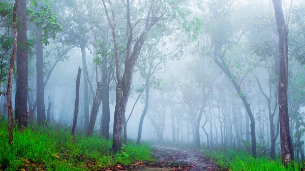 Άσπρη Ομίχλη Που Έπεσε Στο Δάσος Την Ημέρα Που Τελείωσε Φωτογραφία Αρχείου