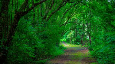 Bangkok yakınlarındaki tapınakta, tapınağın her iki tarafında büyüyen ağaçlar var ve doğanın bereketi sokaklara tutunmalarını sağlıyor. Yeşil bir yolda doğdu.