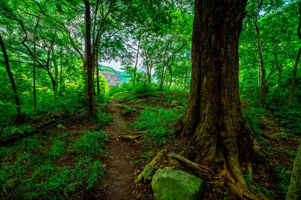 Grande Albero Mezzo Una Foresta Con Alberi Verdi Ricchi Belli — Foto Stock