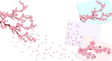 Dalları pembe çiçekler ve kiraz tomurcukları ile. Sakura. Yaprakları rüzgar beyaz ve renkli arka plan üzerinde uçmak. illüstrasyon