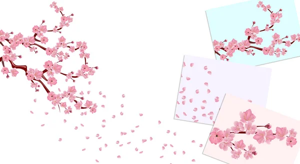 Ramas con flores rosas y capullos de cerezo. Sakura. Los pétalos vuelan en el viento sobre fondos blancos y de colores. ilustración — Vector de stock