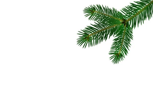 Ramo realista verde de abeto ou pinheiro close-up. Isolado em fundo branco. Ilustração —  Vetores de Stock