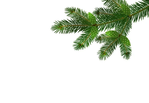 Ramo realista verde de abeto ou pinheiro close-up com cones. ramificado para fora. Isolado em fundo branco. Ilustração —  Vetores de Stock