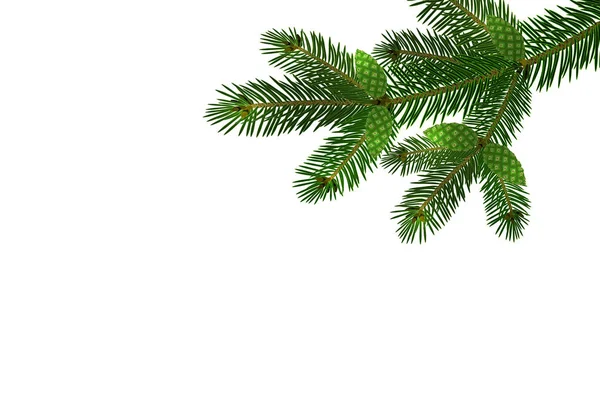 Groene realistische tak van de zilverspar of pine close-up met kegels. vertakt. Geïsoleerd op een witte achtergrond. illustratie — Stockvector