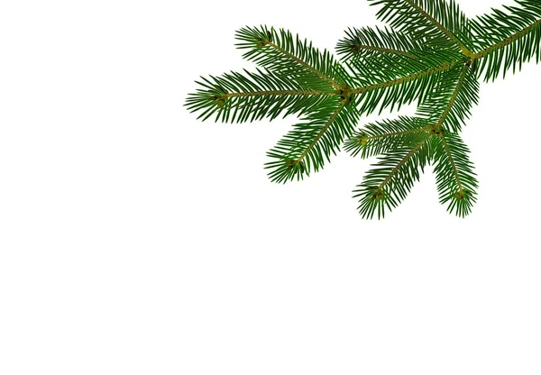Ramo realista verde de abeto ou pinheiro close-up. ramificado para fora. Isolado em fundo branco. Ilustração —  Vetores de Stock