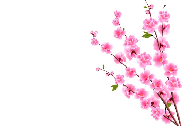 Sakura. dekorative kirschblüten mit knospen an den zweigen, ein strauß. kann für Karten, Einladungen, Banner, Poster verwendet werden. Illustration — Stockvektor