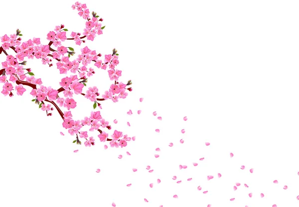 Sakura. Κλάδους με ροζ λουλούδια, φύλλα και μπουμπούκια κεράσι. Πέταλα πετούν στον αέρα. απομονωμένα σε λευκό φόντο. Εικονογράφηση — Διανυσματικό Αρχείο