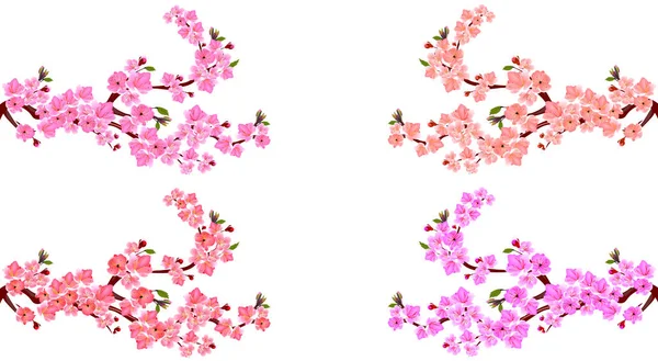 Sakura. Listos. Cuatro ramas con diferentes tonos de flores. Hojas y capullos de cereza. Sobre un fondo blanco. ilustración — Vector de stock