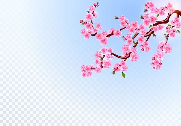 さくら。ピンクの花、葉と桜の芽と分岐します。透明な背景。図 — ストックベクタ