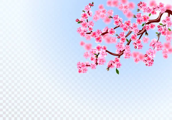 Sakura. Gałęzie z różowe kwiaty, liście i pąki wiśni. Rozmyć efekt. Na przezroczystym tle. ilustracja — Wektor stockowy