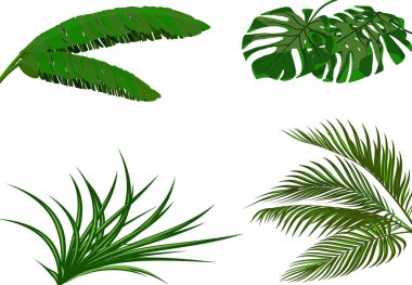 Ayarlayın. Yeşil yaprakları muz, Hindistan cevizi, monstera ve ogawa. Tropikal tema. Renkli grafik tasarımı için yazdırma, resim veya kartpostal. illüstrasyon