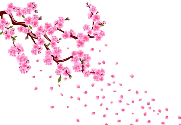 Sakura. Ramas con flores púrpuras, hojas y brotes de cereza. La cereza cae pétalos. aislado sobre fondo blanco ilustración — Vector de stock
